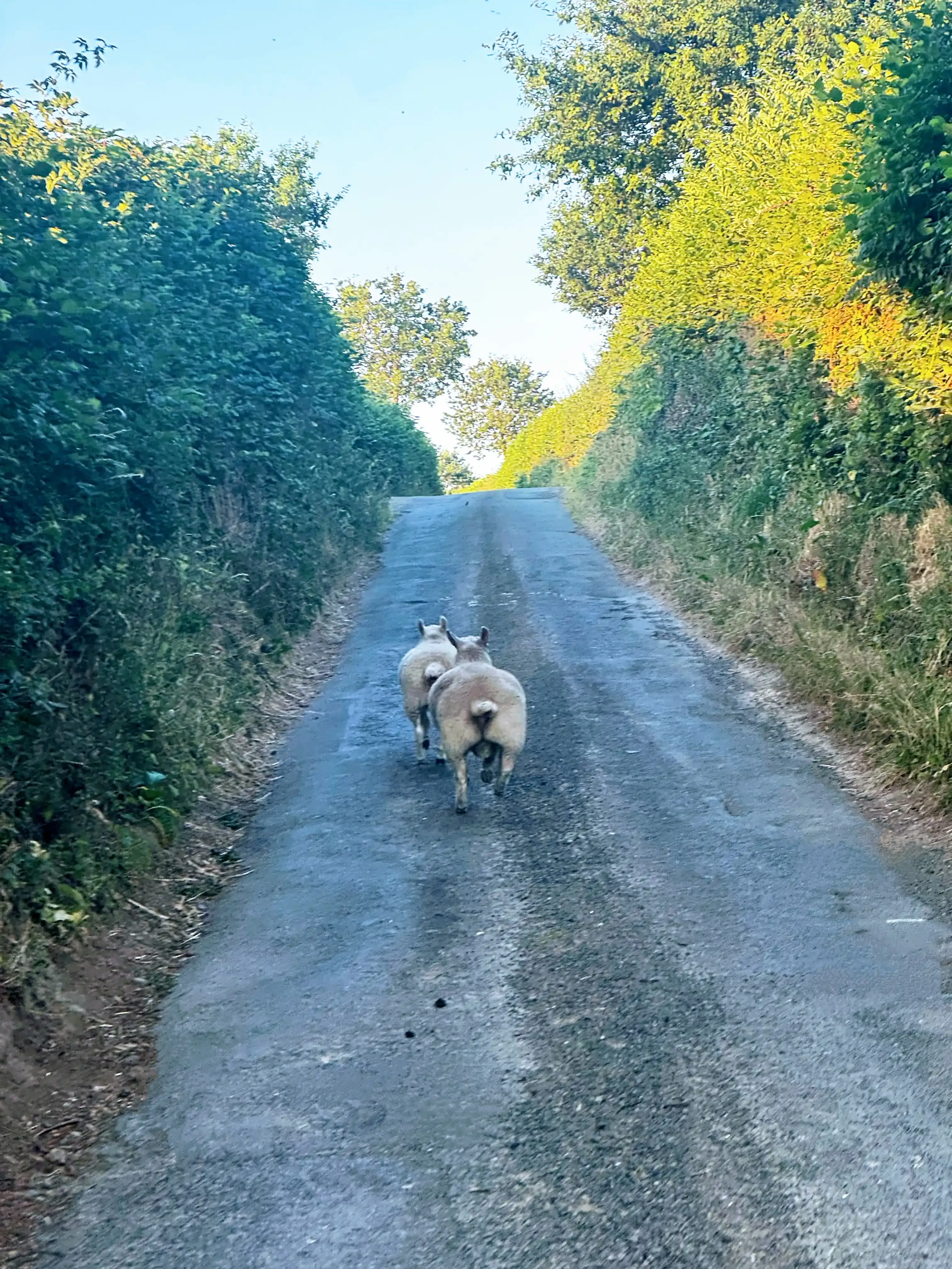 Two sheep guiding me to Ludlow at 6 AM