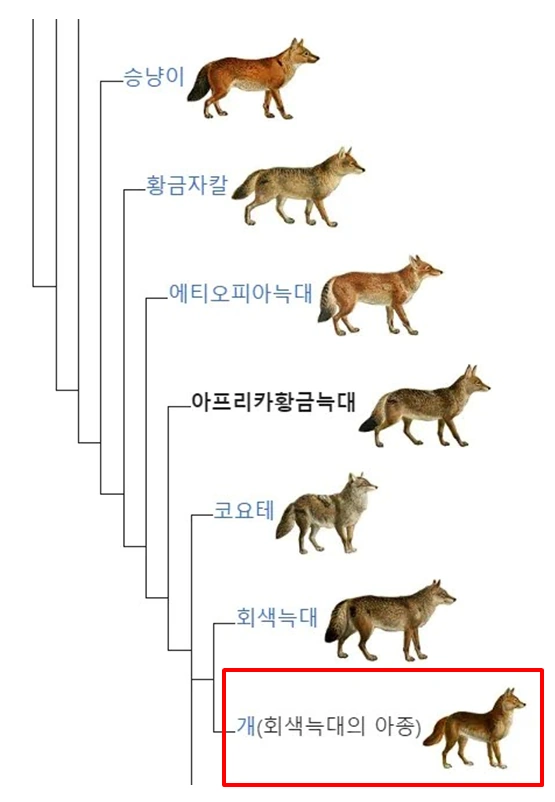 개과의 계통수